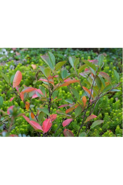 Аронія червона Брілліант характеристика 